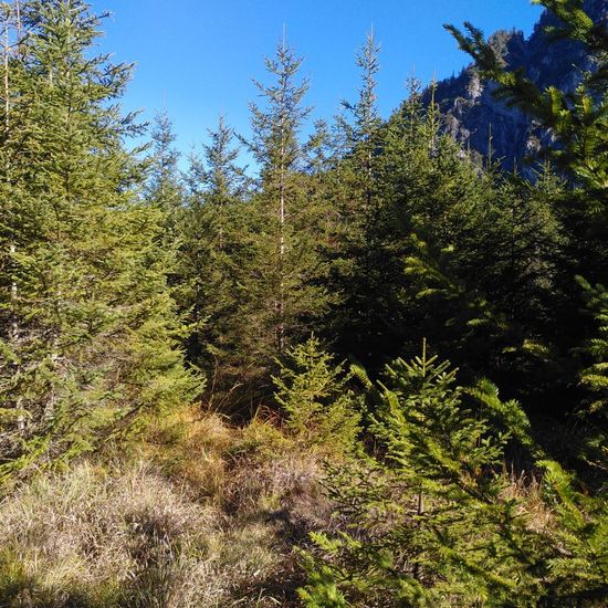 Landschaft: Wald im Habitat Wald der gemäßigten Breiten in der NatureSpots App