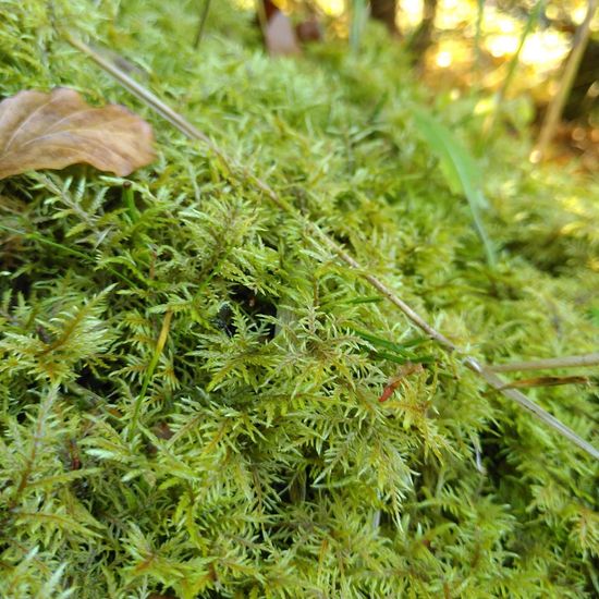 Moss: Plant in habitat Temperate forest in the NatureSpots App