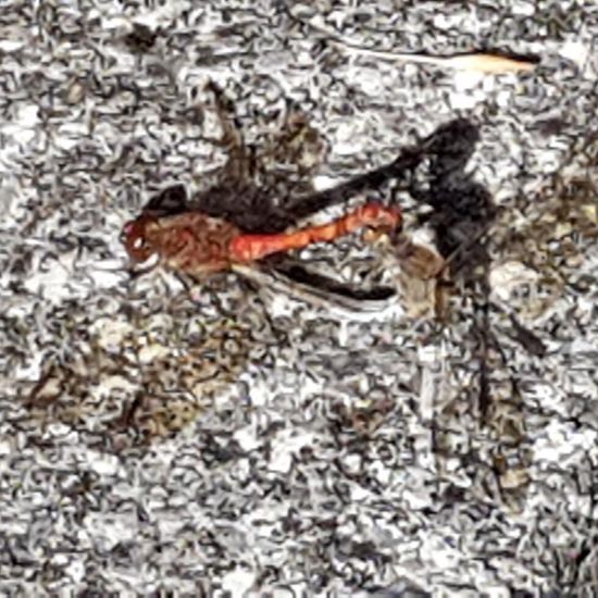 Common Darter: Animal in habitat Garden in the NatureSpots App