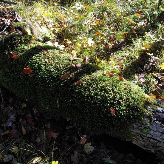 Laubmoose: Pflanze im Habitat Wald der gemäßigten Breiten in der NatureSpots App