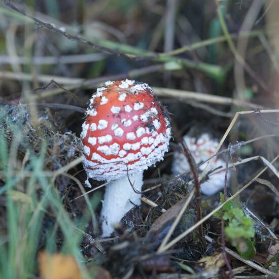 Agaricus muscarius: Pilz im Habitat Industrie in der NatureSpots App