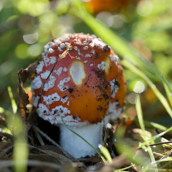 Agaricus muscarius: Mushroom in habitat Commerce or Industrial in the NatureSpots App