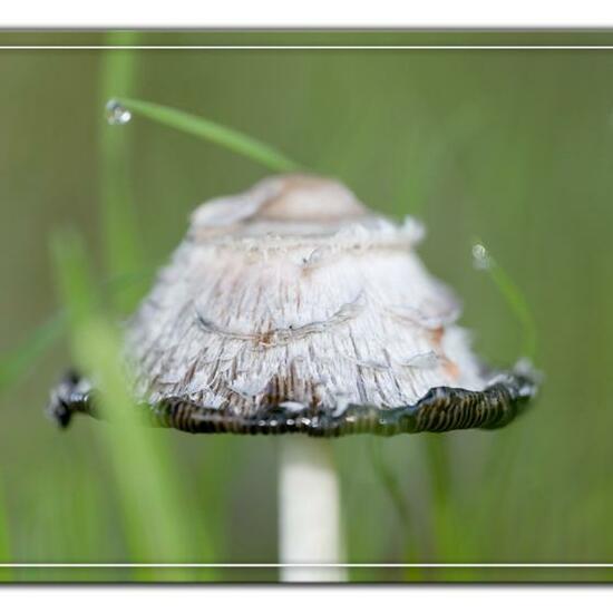 Coprinus comatus: Mushroom in habitat Commerce or Industrial in the NatureSpots App