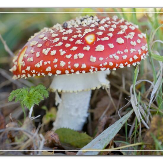 Agaricus muscarius: Mushroom in habitat Commerce or Industrial in the NatureSpots App