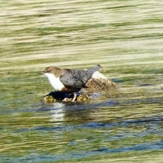 White-throated Dipper: Animal in nature in the NatureSpots App