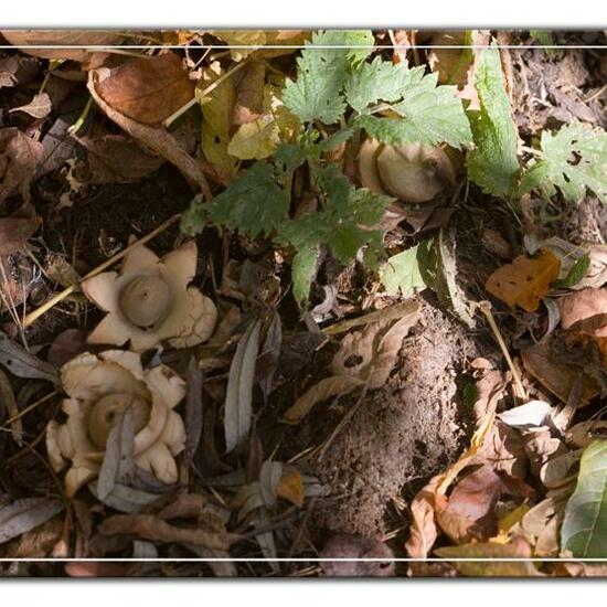 Geastrum triplex: Mushroom in habitat Commerce or Industrial in the NatureSpots App