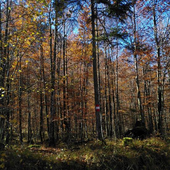 Landschaft: Wald im Habitat Wald der gemäßigten Breiten in der NatureSpots App