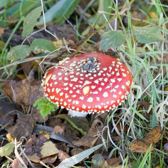 Agaricus muscarius: Mushroom in habitat Commerce or Industrial in the NatureSpots App