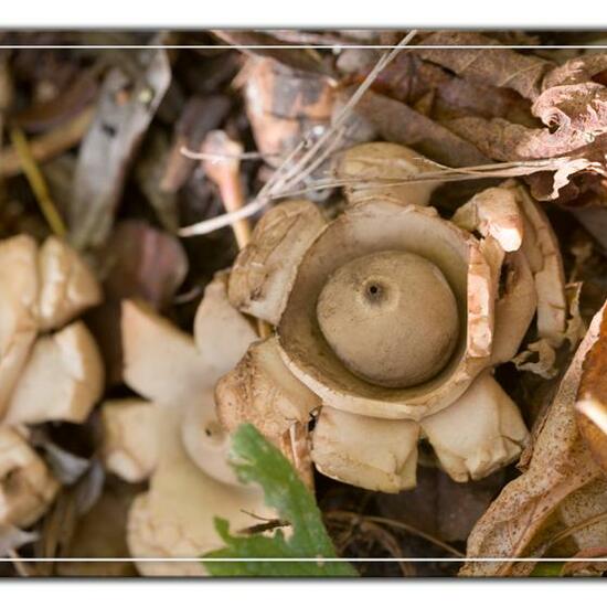 Geastrum triplex: Mushroom in habitat Commerce or Industrial in the NatureSpots App