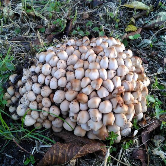 Psathyrella multipedata: Mushroom in habitat Buffer strip in the NatureSpots App