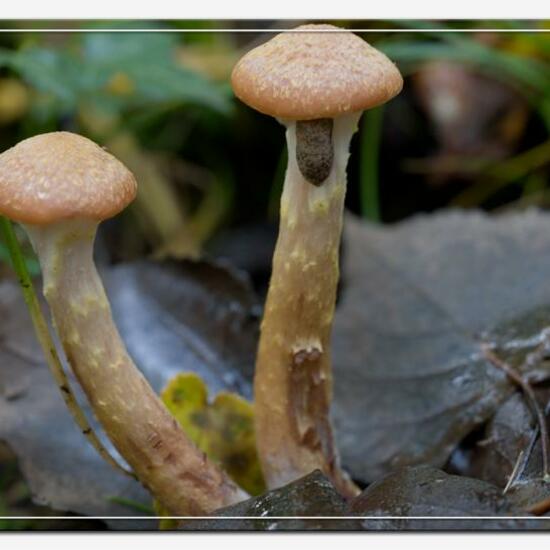 Armillaria lutea: Mushroom in nature in the NatureSpots App