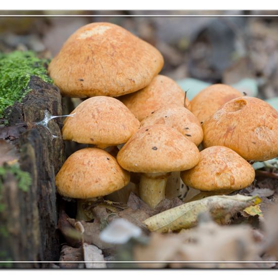 Gymnopilus junonius: Mushroom in habitat Forest in the NatureSpots App