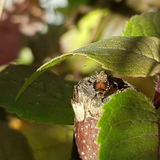 Baumsichelwanze: Tier im Habitat Garten in der NatureSpots App