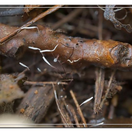 Typhula anceps: Pilz im Habitat Wald in der NatureSpots App