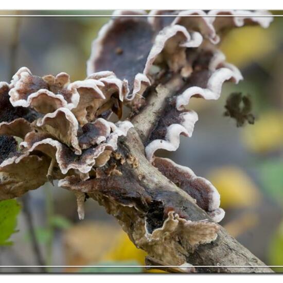 Chondrostereum purpureum: Mushroom in habitat Forest in the NatureSpots App