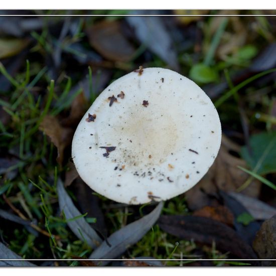 Hebeloma: Mushroom in habitat Commerce or Industrial in the NatureSpots App