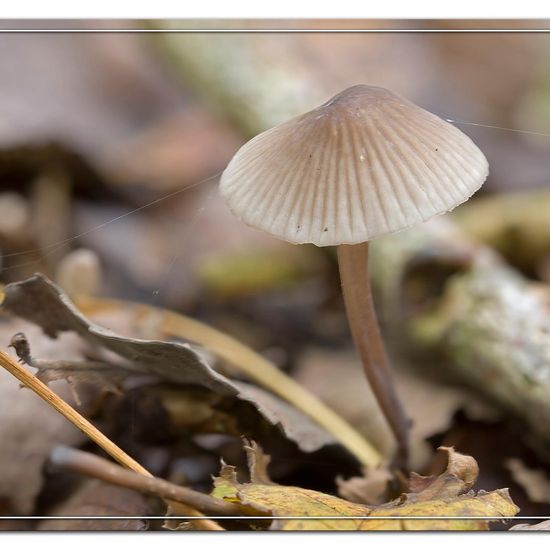 Mycena galopus: Mushroom in habitat Forest in the NatureSpots App