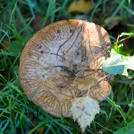 Paxillus involutus: Mushroom in habitat Commerce or Industrial in the NatureSpots App