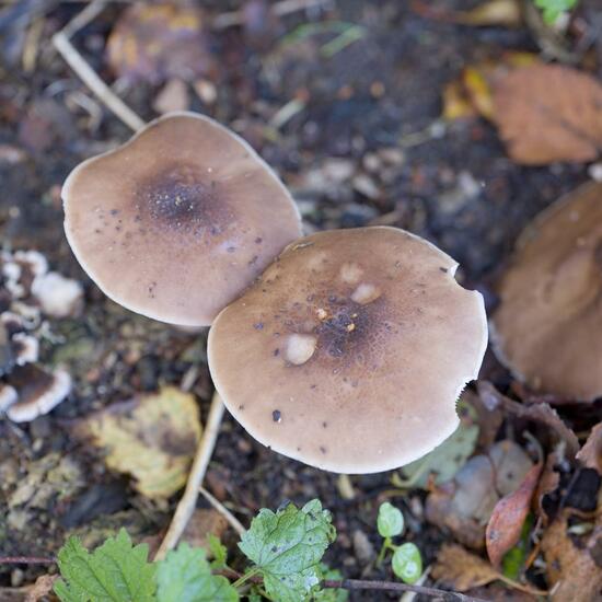 Pluteus cervinus: Mushroom in habitat Commerce or Industrial in the NatureSpots App