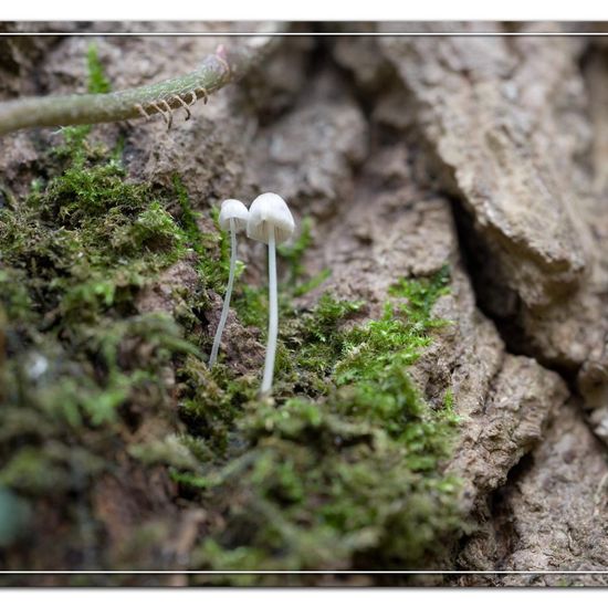 Mycena hiemalis: Mushroom in habitat Forest in the NatureSpots App