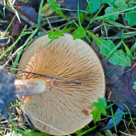Paxillus involutus: Mushroom in habitat Commerce or Industrial in the NatureSpots App