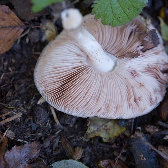 Pluteus cervinus: Mushroom in habitat Commerce or Industrial in the NatureSpots App