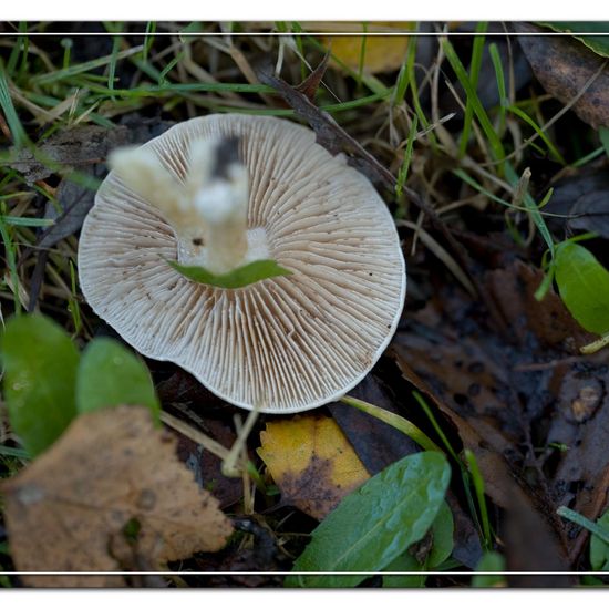 Hebeloma: Mushroom in habitat Commerce or Industrial in the NatureSpots App