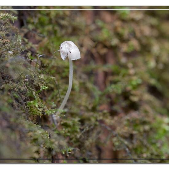 Mycena hiemalis: Pilz im Habitat Wald in der NatureSpots App