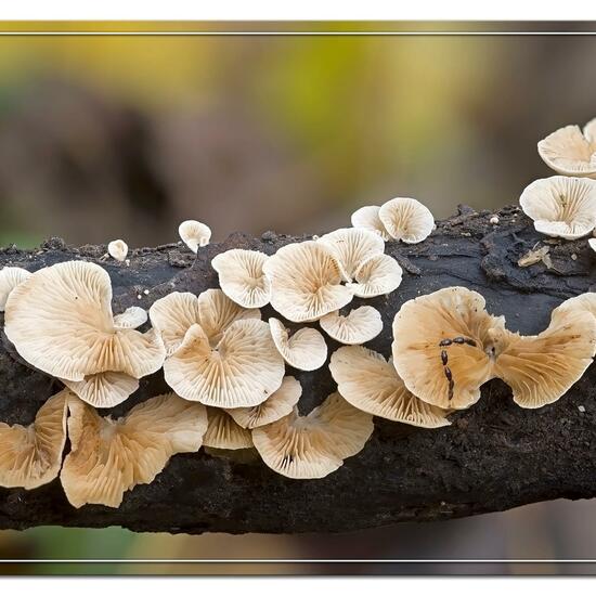 Crepidotus variabilis: Pilz im Habitat Wald in der NatureSpots App