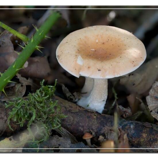 Paralepista flaccida: Mushroom in habitat Forest in the NatureSpots App