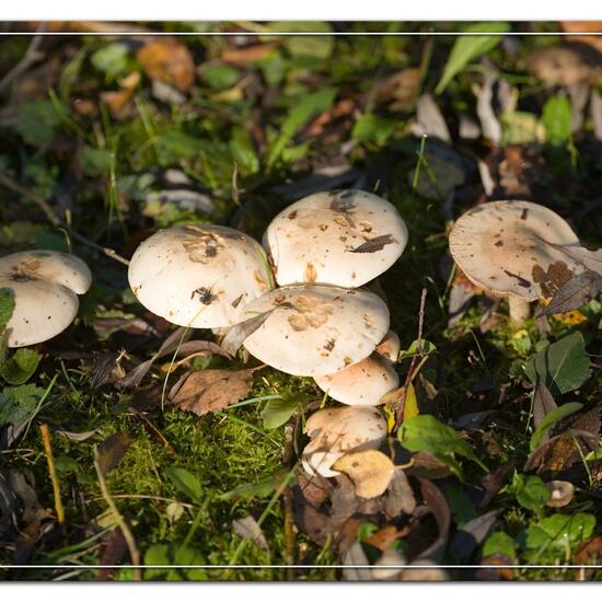 Hebeloma: Pilz im Habitat Industrie in der NatureSpots App