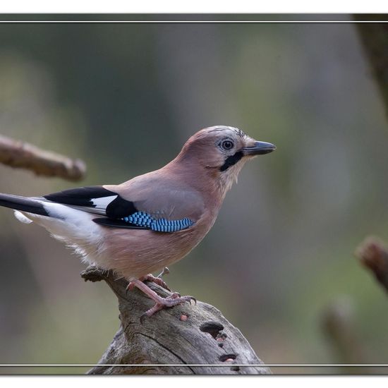 Eurasian Jay: Animal in habitat Backyard in the NatureSpots App