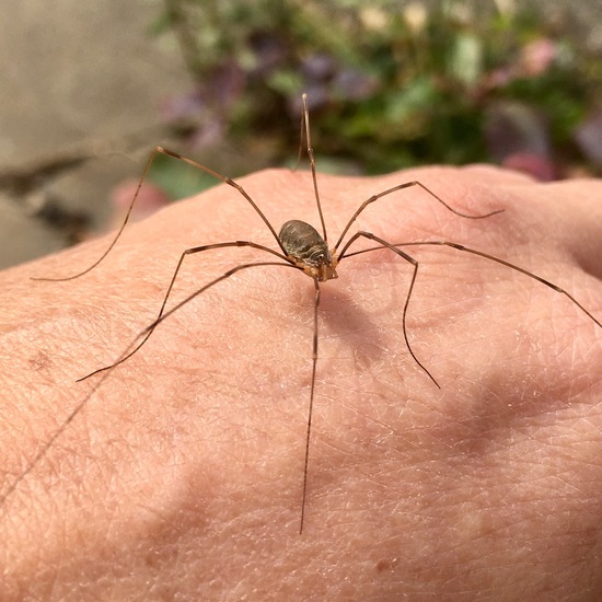 Leiobuninae: Tier im Habitat Innenraum in der NatureSpots App