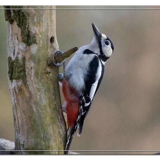 Great Spotted Woodpecker: Animal in habitat Backyard in the NatureSpots App