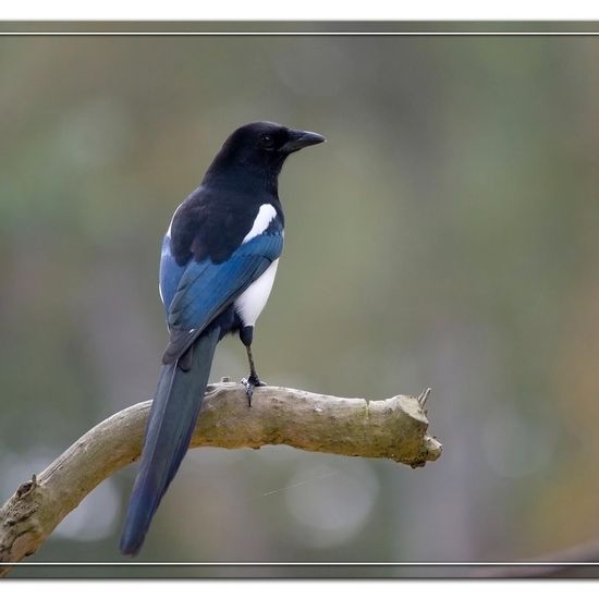 Eurasian Magpie: Animal in habitat Backyard in the NatureSpots App