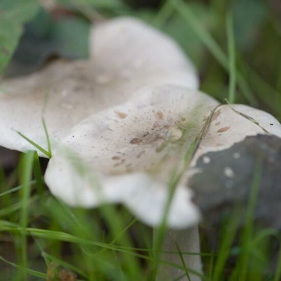 Agaricus nebularis: Mushroom in nature in the NatureSpots App