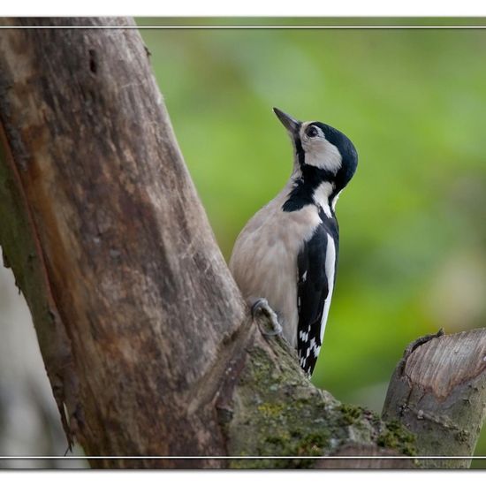 Great Spotted Woodpecker: Animal in habitat Backyard in the NatureSpots App