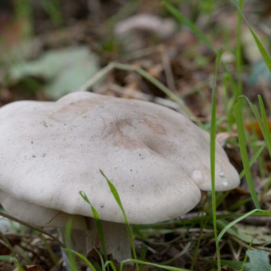 Agaricus nebularis: Mushroom in habitat Forest in the NatureSpots App