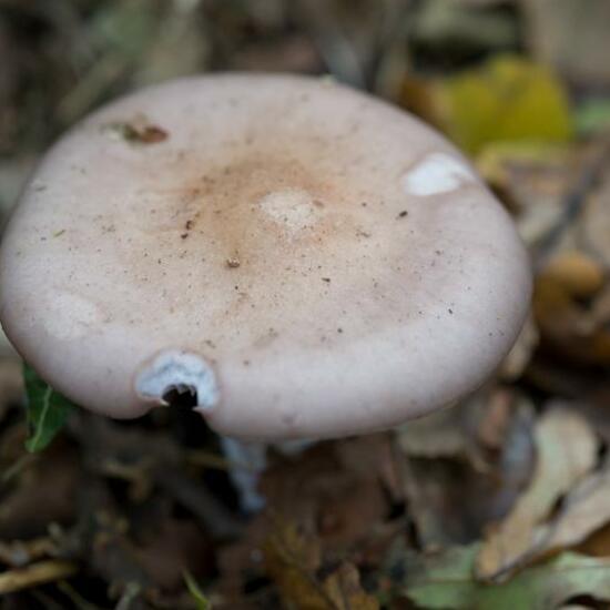 Lepista nuda: Mushroom in habitat Forest in the NatureSpots App