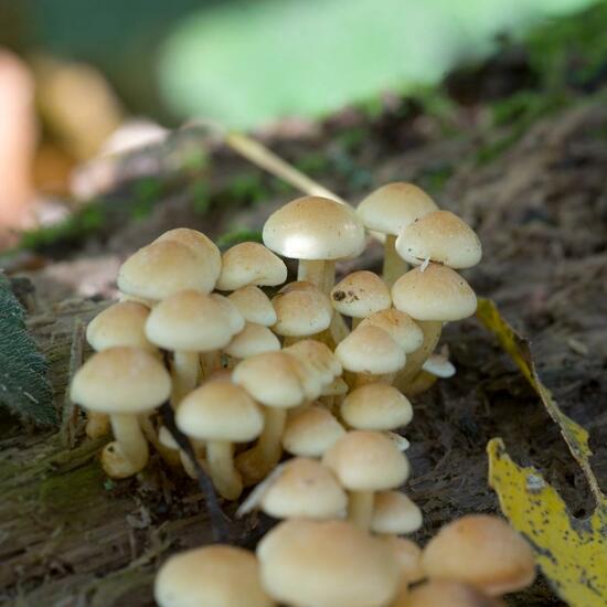 Hypholoma fasciculare: Mushroom in habitat Forest in the NatureSpots App