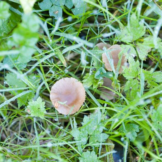 Heudüngerling: Pilz im Habitat Strasse/Verkehr in der NatureSpots App