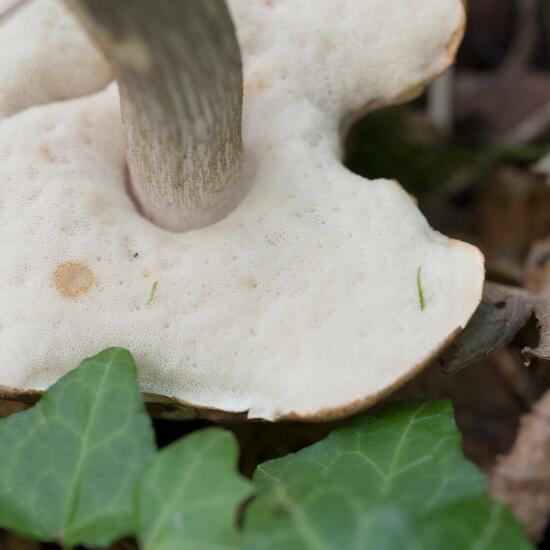 Leccinum scabrum: Mushroom in habitat Forest in the NatureSpots App