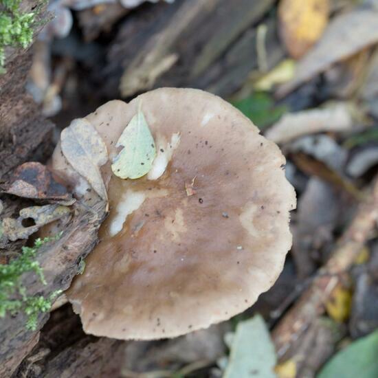 Rehbrauner Dachpilz: Pilz im Habitat Wald in der NatureSpots App