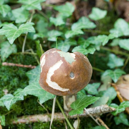 Leccinum scabrum: Mushroom in nature in the NatureSpots App