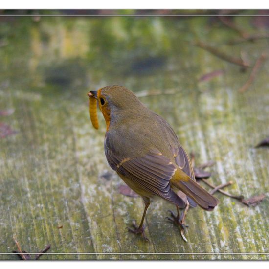 Rotkehlchen: Tier im Habitat Garten in der NatureSpots App