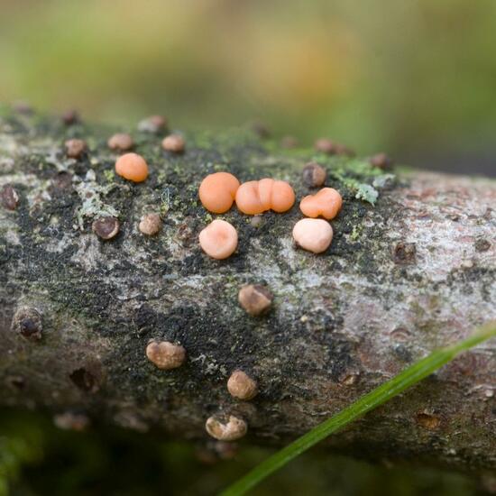 Zinnoberroter Pustelpilz: Pilz im Habitat Wald in der NatureSpots App