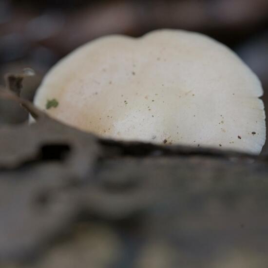 Lungen-Seitling: Pilz im Habitat Wald in der NatureSpots App