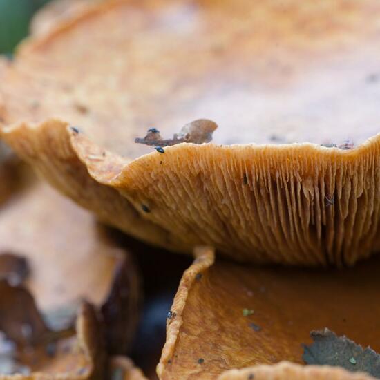 Gymnopilus junonius: Pilz im Habitat Wald in der NatureSpots App