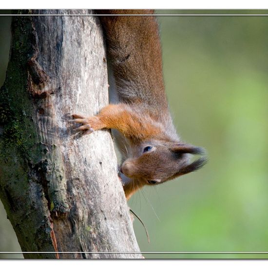 Red squirrel: Animal in habitat Backyard in the NatureSpots App