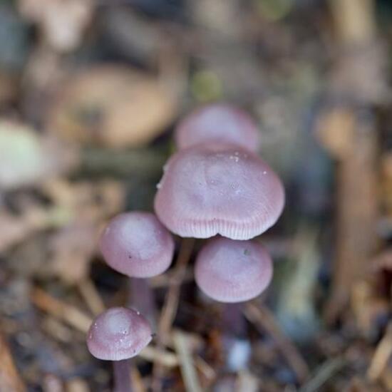 Gemeiner Rettich-Helmling: Pilz im Habitat Wald in der NatureSpots App